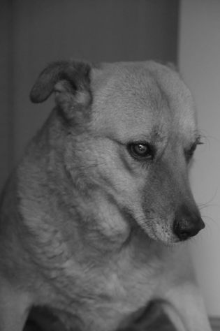 Audrey da cucciola vive in canile - Foto 3