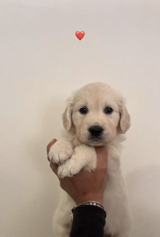 Cuccioli Golden Retriever - Foto 2