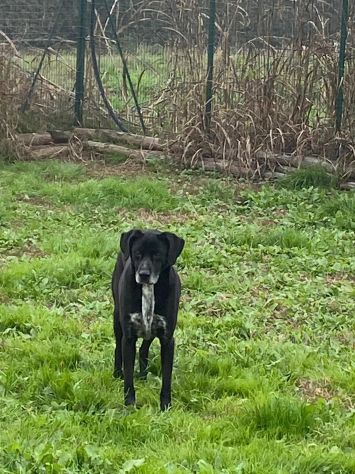 LIA: SIMPATICISSIMA CAGNOLINA DA ADOTTARE !!!! - Foto 4