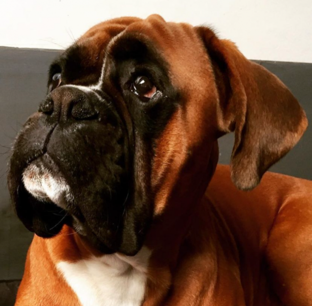 Dog Sitter con molti anni di esperienza a Bologna
