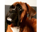 Dog Sitter con molti anni di esperienza a Bologna