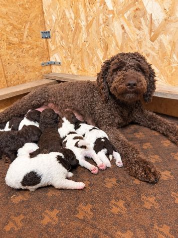 Cucciole e cuccioli di Lagotto Romagnolo