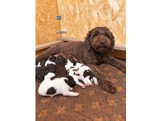 Cucciole e cuccioli di Lagotto Romagnolo