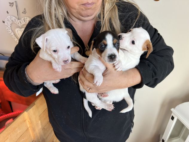 Cuccioli di Jack Russell - Foto 6