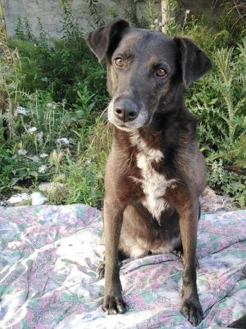 Cagnolina cerca famiglia Brunetta - Foto 2