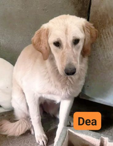 DEA GIOVANE E BELLISSIMA CAGNOLINA IN ADOZIONE - Foto 7