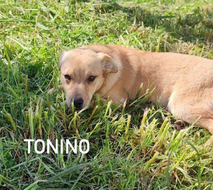 Tonino taglia piccola - Foto 4