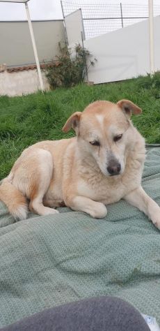 Dafne - Foto 4