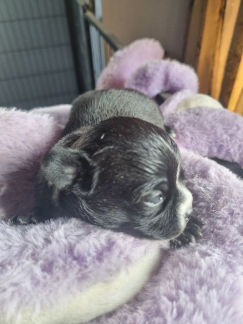 Cuccioli di chihuahua - Foto 3