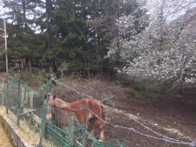 Immobile in asta di 1956 m² in vendita a Filettino - Foto 9