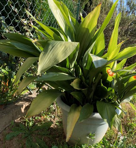 Aspidistra pianta verde giardino, alloggio - Foto 2