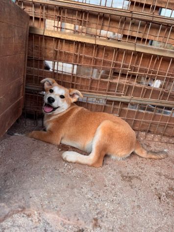 AKITA INU INCR., BERRY, BAMBI, BRUNO, BOWIE E BOLT, 8 MESI: CERCANO CASA! - Foto 4