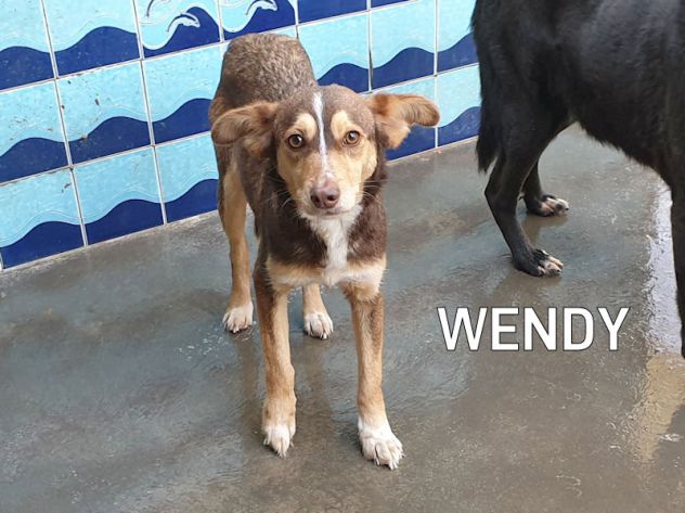 Wendy (taglia piccola) - Foto 2