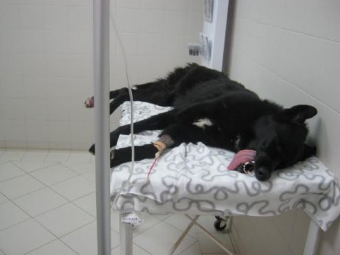 LUKAS, adozione del cuore - Foto 2
