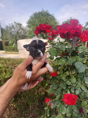 Cuccioli chihuahua mini. - Foto 4