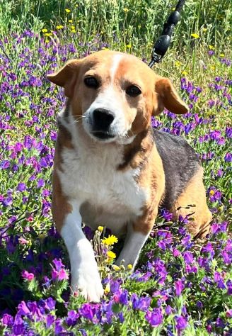 Penny beagle taglia piccola 10 kg