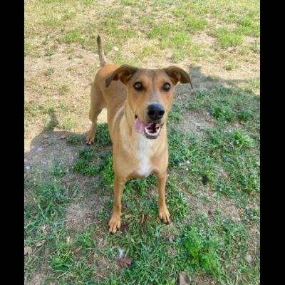 DOROTY ALLEGRA E SOCIEVOLE CAGNOLINA IN ADOZIONE - Foto 8