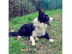 Educatore Cinofilo ENCI e Dog Sitter qualificato offre consulenze
