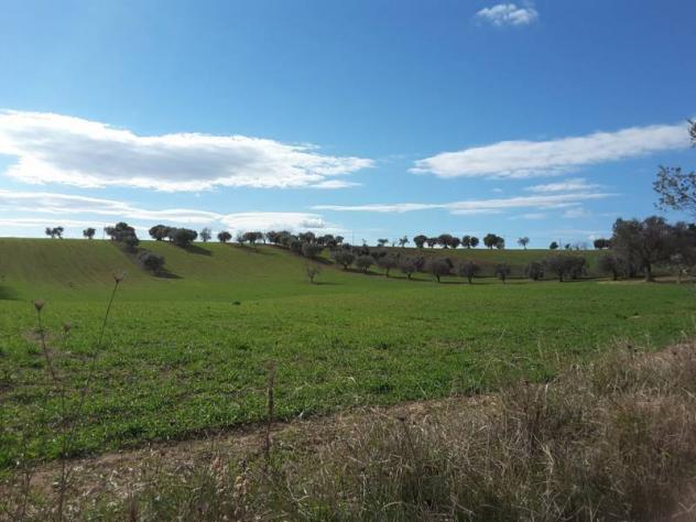 Agricolo in vendita a Cupra Marittima - Foto 19
