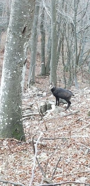 Ex malga boscata