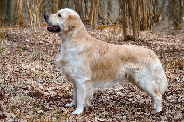 Dog sitter quotidiano