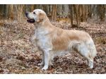 Dog sitter quotidiano