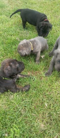 Cuccioli cane corso - Foto 2