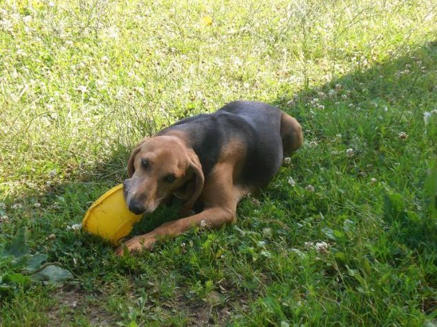 ALOIN, splendido segugio - Foto 4