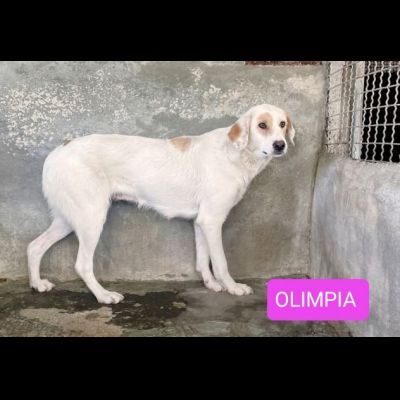 OLAF E OLIMPIA meritano un futuro CANI IN ADOZIONE - Foto 2
