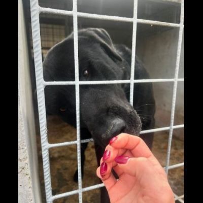 SIRIUS FANTASTICO MIX LABRADOR CANE IN ADOZIONE - Foto 9
