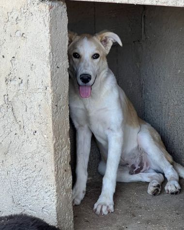 TIGROTTO E PIKACHU CUCCIOLI IN ADOZIONE - Foto 7