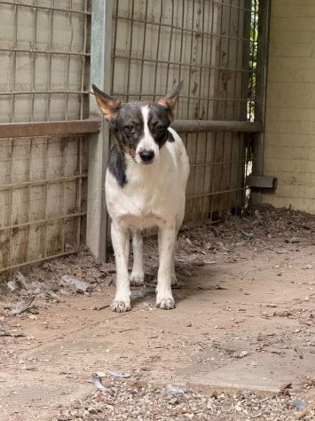 Bonnie: adozione del cuore - Foto 8