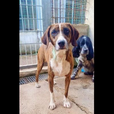 AKY E LA SUA STORIA CAGNOLINO IN ADOZIONE - Foto 3
