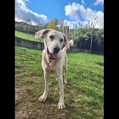 THOR DOLCE E SOCIEVOLE CANE IN ADOZIONE TG MEDIA