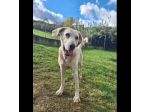 THOR DOLCE E SOCIEVOLE CANE IN ADOZIONE TG MEDIA