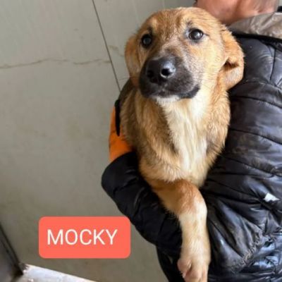 CUCCIOLI IN ADOZIONE - Foto 3
