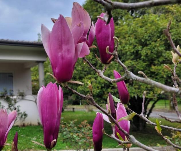 Villa in vendita a Valpromaro - Camaiore 350 mq Rif: 1042182 - Foto 3