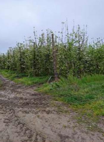 Immobile in asta di 160000 m² in vendita a Argenta - Foto 7
