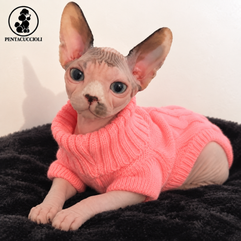 Gattini Sphynx maschi e femmine disponibili -PAGAMENTO RATEALE - Foto 3