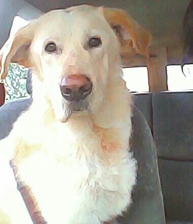 DUKE, splendida creatura - Foto 2