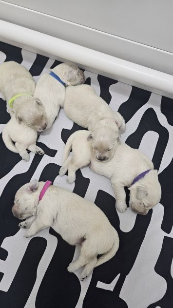 Cuccioli di Golden Retriever Disponibili - Foto 5