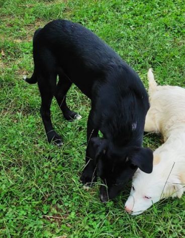 CAGNOLINO IN ADOZIONE: RAOUL, tenerissimo,mix labrador, taglia medio contenuta. - Foto 3