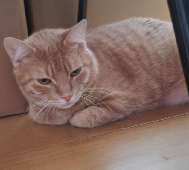 Micio rosso rimasto solo,3anni splendido buono e disperato!! CAGLIARI - Foto 2
