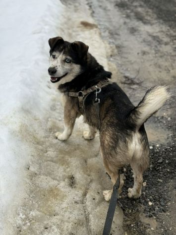 ODINO, taglia piccola SUPER COCCOLONE! - Foto 5