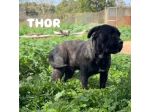 Thor e' buono e gentile cerca casa