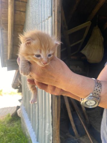GATTINI ADORABILI - Foto 10