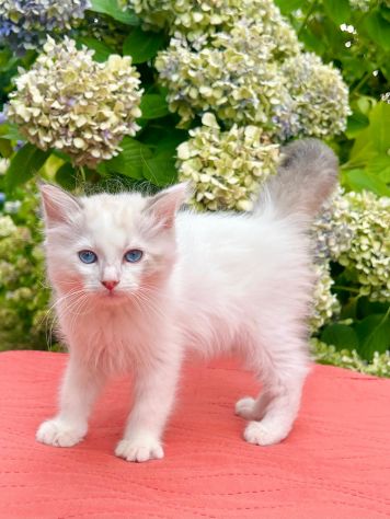 cucciolo di ragdoll