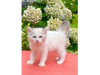 cucciolo di ragdoll