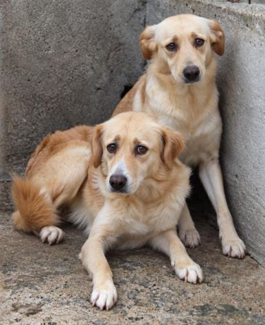 LILLY E BEA 4 ANNI taglia media