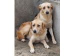 LILLY E BEA 4 ANNI taglia media